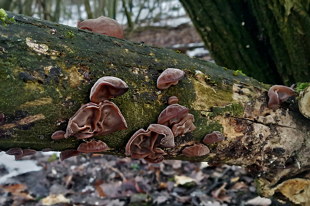 uchovec bazový Auricularia auricula-judae (Bull.) Quél.