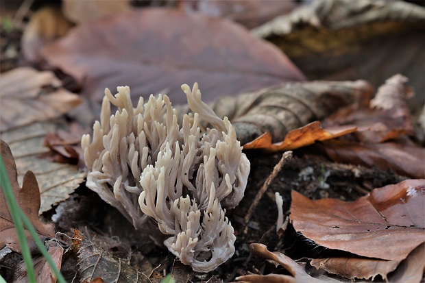 konárovka Clavulina sp.