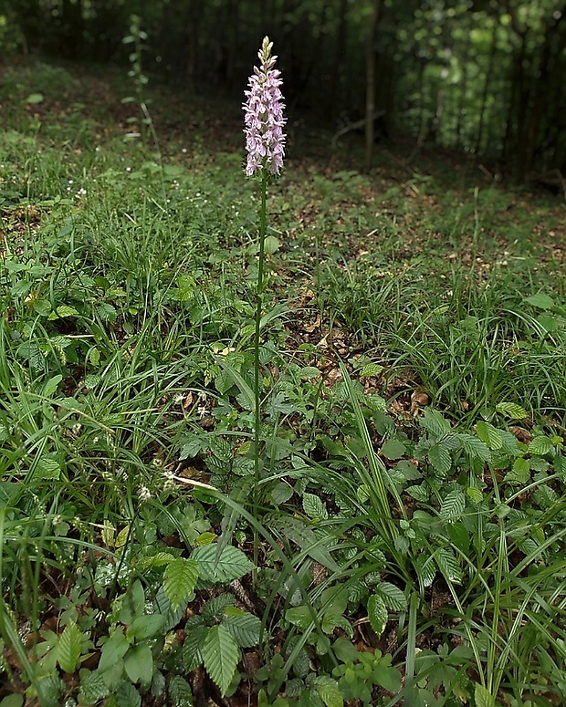 vstavačovec fuchsov pravý Dactylorhiza fuchsii subsp. fuchsii (Druce) Soó