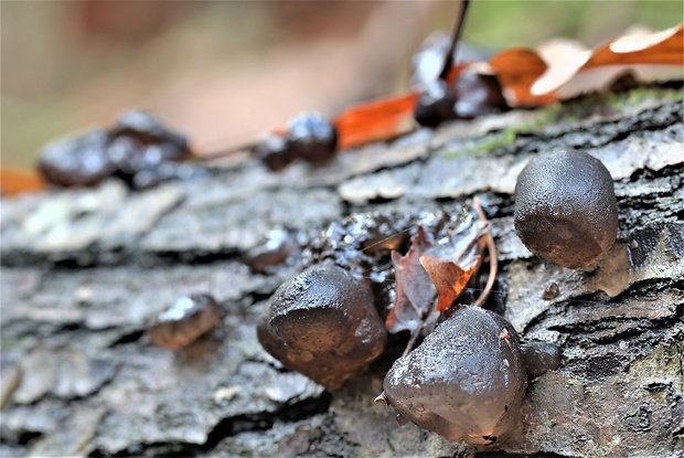 tmavorôsolovec mušľovitý Exidia truncata Fr.