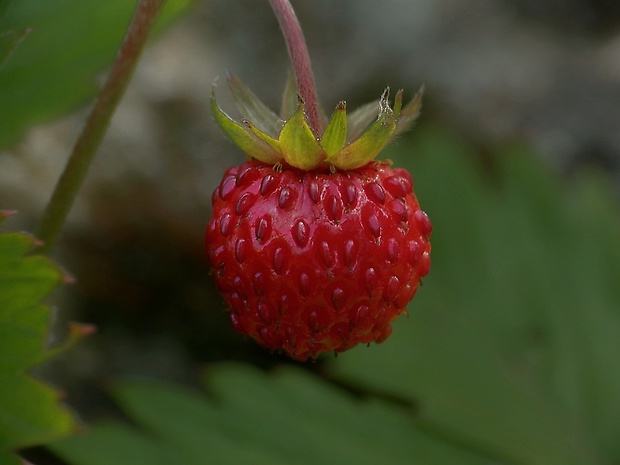 jahoda obyčajná Fragaria vesca L.