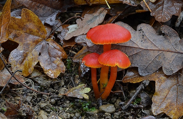 lúčnica šarlátová Hygrocybe coccinea (Schaeff.) P. Kumm.