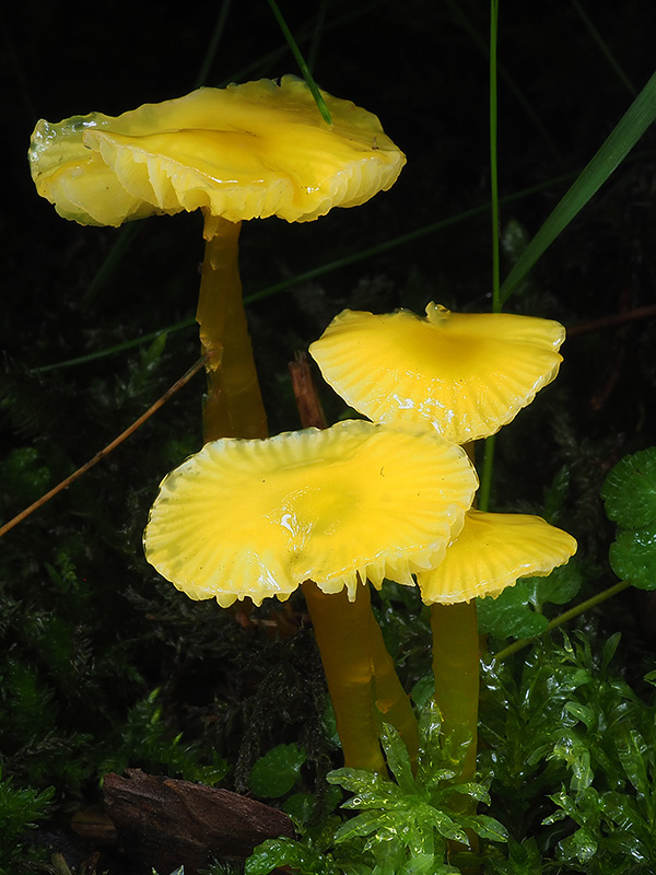 lúčnica hlienistá Hygrocybe glutinipes (J.E. Lange) R. Haller Aar.