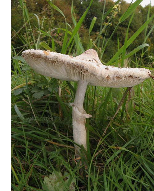 bedľa štíhla Macrolepiota mastoidea (Fr.) Singer