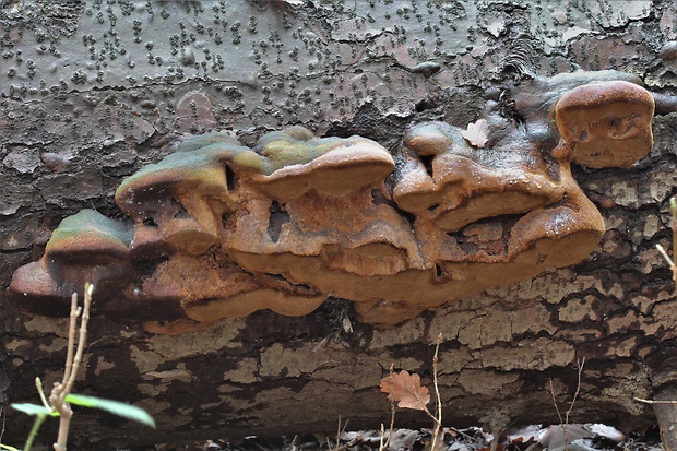 ohňovec Hartigov Phellinus hartigii (Allesch. & Schnabl) Pat.