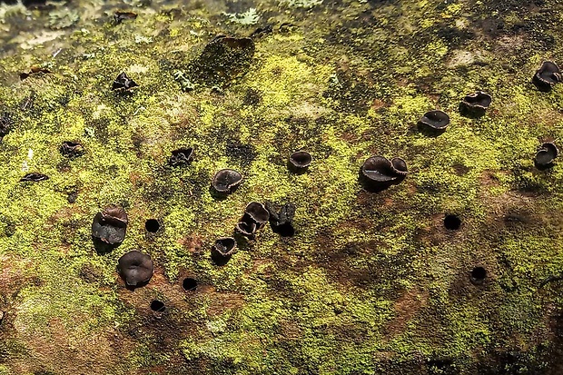 dutinovka Sclerencoelia fraxinicola ? Baral & Pärtel