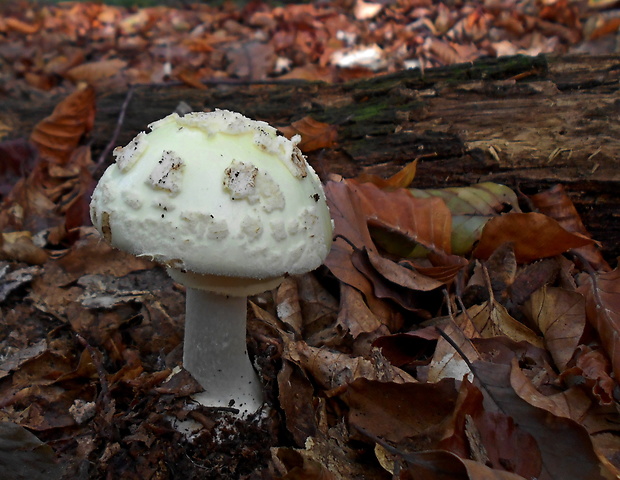 muchotrávka citrónovožltá Amanita citrina Pers.