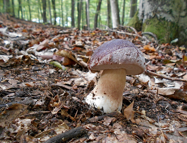 hríb sosnový Boletus pinophilus Pil. et Dermek in Pil.