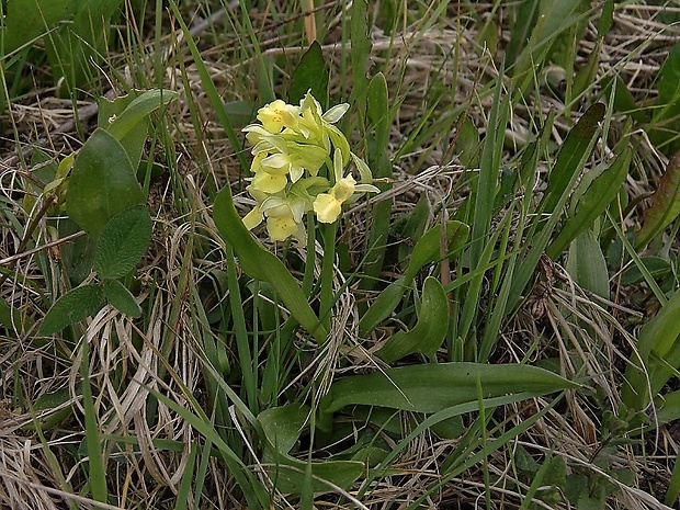 vstavačovec bazový Dactylorhiza sambucina (L.) Soó