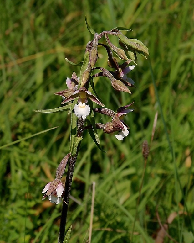 kruštík močiarny Epipactis palustris (L.) Crantz