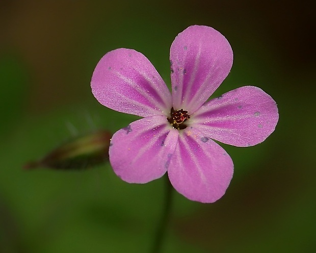 pakost smradľavý Geranium robertianum L.