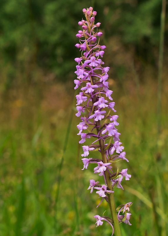 päťprstnica obyčajná Gymnadenia conopsea (L.) R. Br.