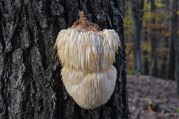 koralovec ježovitý Hericium erinaceus (Bull.) Pers.