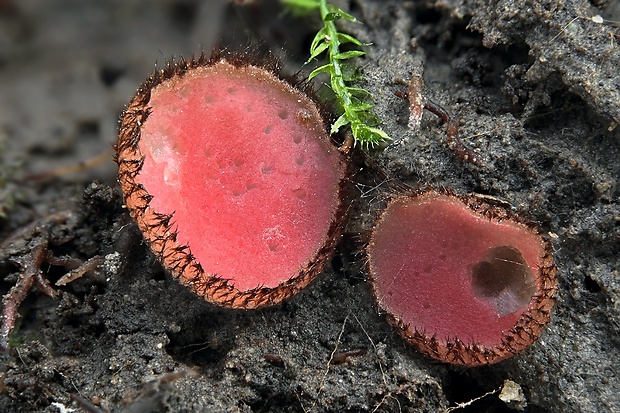 štítovnička inovaťová Parascutellinia carneosanguinea (Fuckel) T. Schumach.