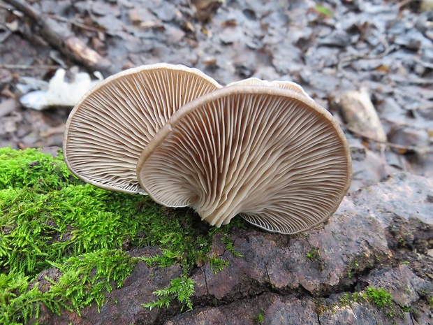 hliva ustricovitá Pleurotus ostreatus (Jacq.) P. Kumm.