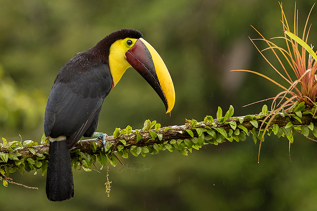 tukan tmavochrbtý Yellow-throated toucan