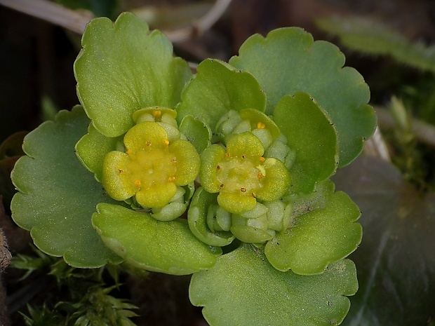 slezinovka striedavolistá Chrysosplenium alternifolium L.