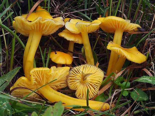 lúčnica citrónovožltá Hygrocybe chlorophana (Fr.) Wünsche