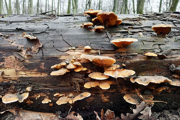 hlivník hniezdovitý Phyllotopsis nidulans (Pers.) Singer