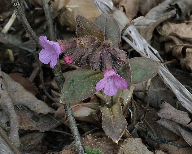 pľúcnik Pulmonaria sp.