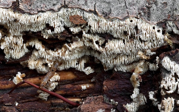 hyfodoncia obyčajná Xylodon raduloides Riebesehl & Langer