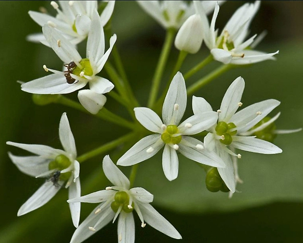 cesnak medvedí Allium ursinum L.