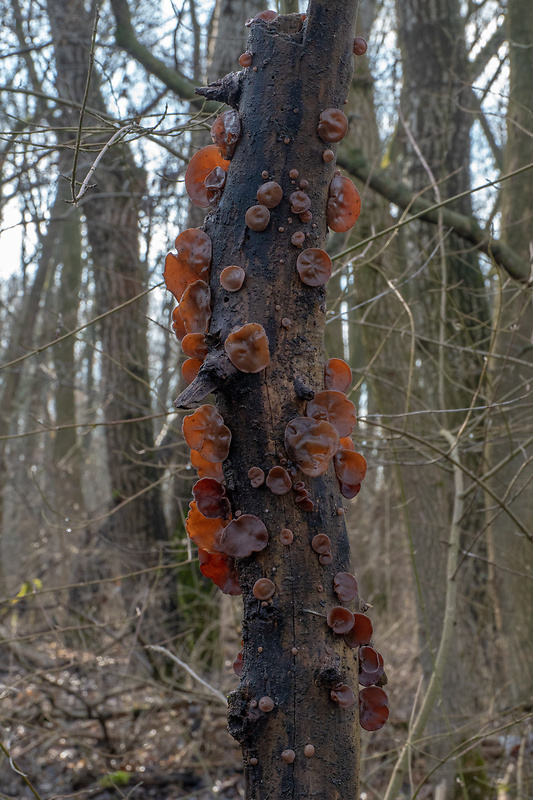 uchovec bazový Auricularia auricula-judae (Bull.) Quél.