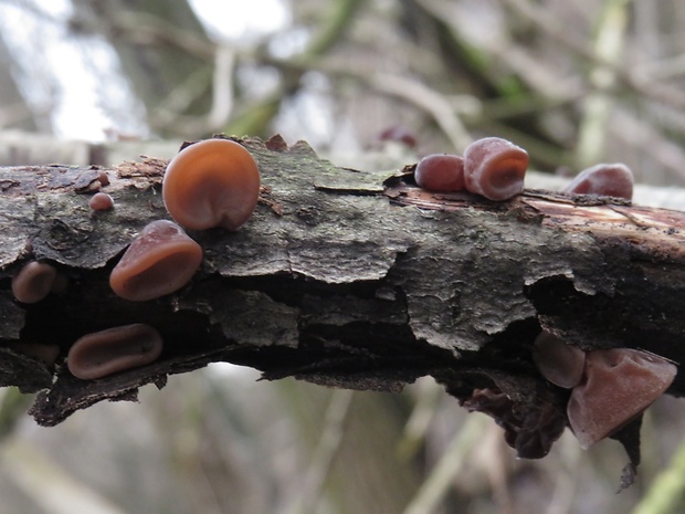 uchovec bazový Auricularia auricula-judae (Bull.) Quél.