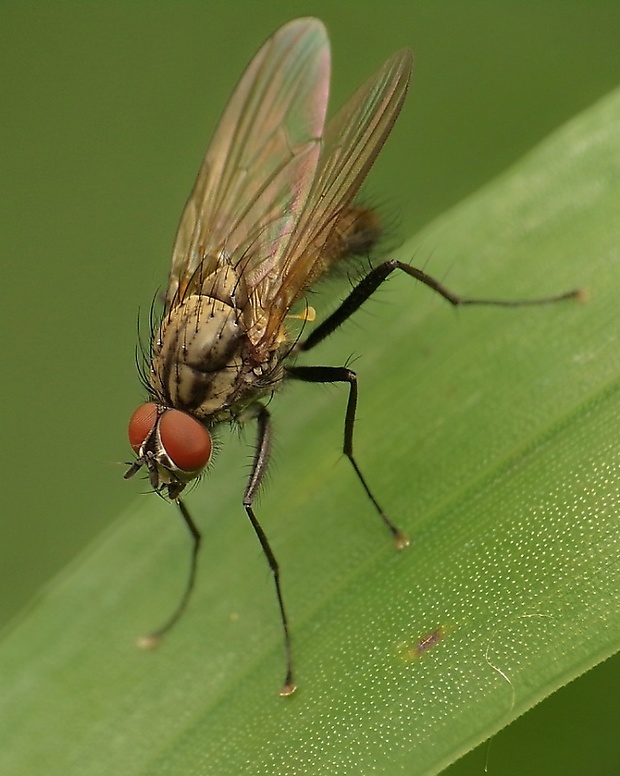 kvetárka Botanophila fugax