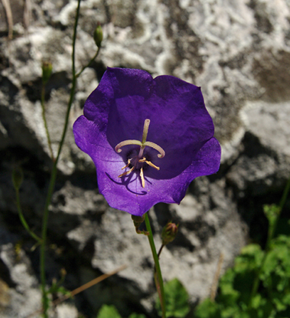 zvonček karpatský Campanula carpatica Jacq.