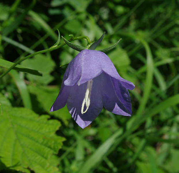 zvonček broskyňolistý Campanula persicifolia L.