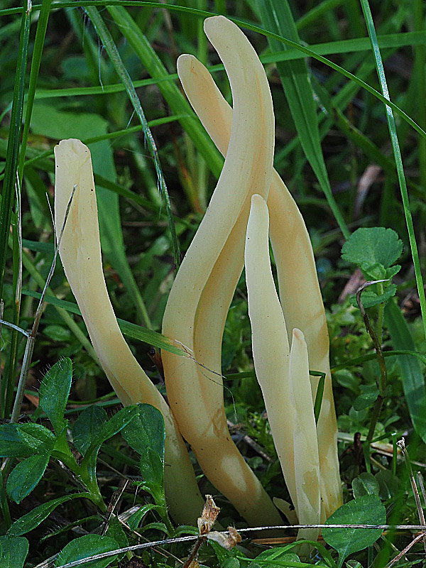 kyjačik Clavaria tenuipes Berk. & Broome