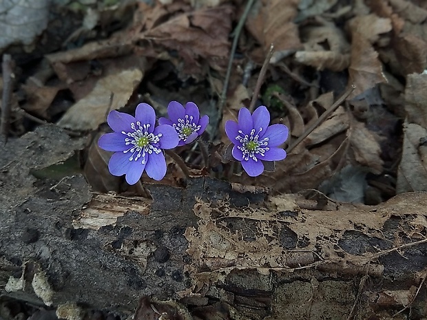 pečeňovník trojlaločný Hepatica nobilis Schreb.