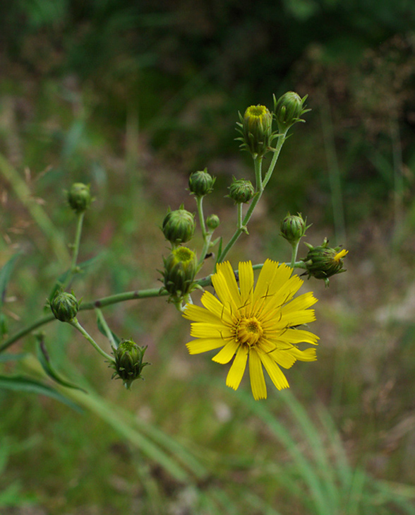 jastrabník okolíkatý Hieracium umbellatum L.