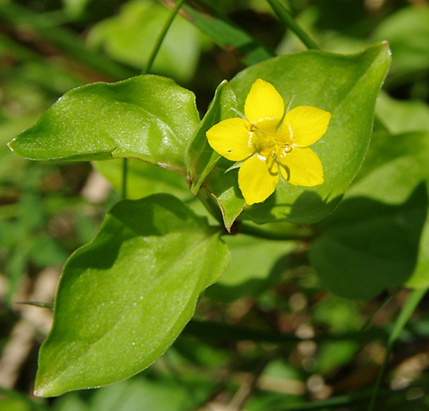 čerkáč bodkovaný Lysimachia punctata L.