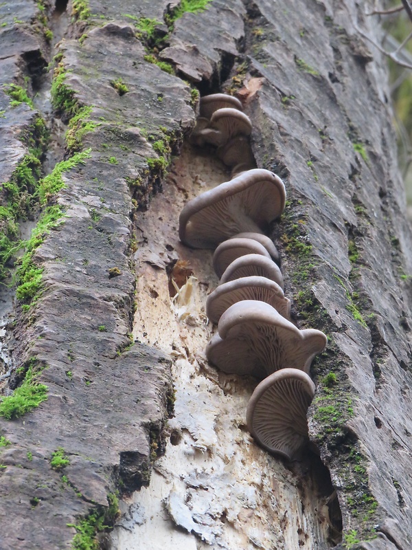 hliva ustricovitá Pleurotus ostreatus (Jacq.) P. Kumm.