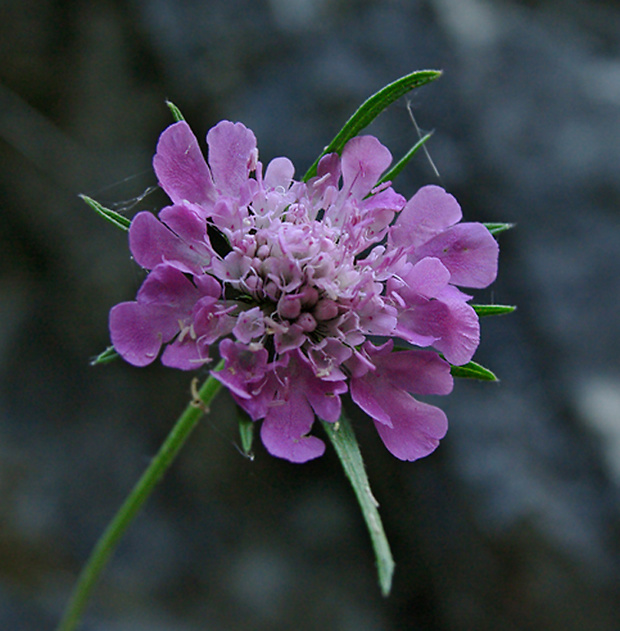 hlaváč lesklý vápnomilný Scabiosa lucida subsp. calcicola Bloński