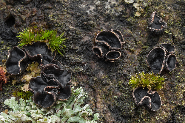 dutinovka Sclerencoelia sp.