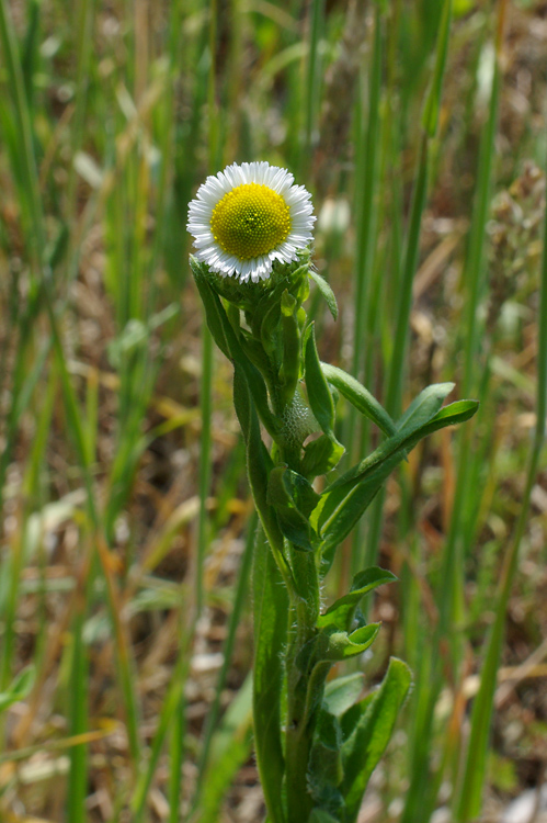 hviezdnik ročný Stenactis annua (L.) Nees