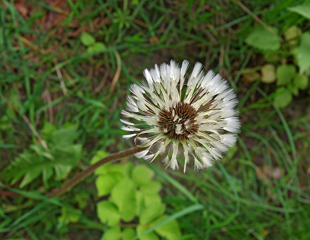 púpava Taraxacum sect. Palustria