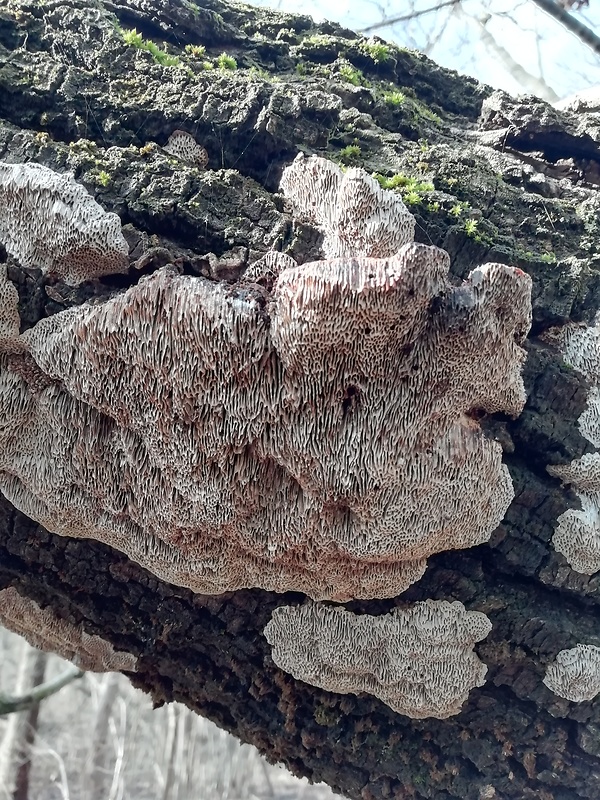 trúdnikovec Trametes sp.