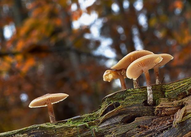 kapucňovka Galerina sp.