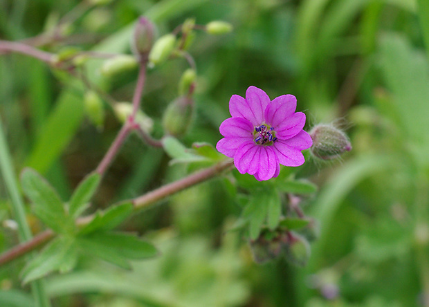 pakost mäkký Geranium molle L.