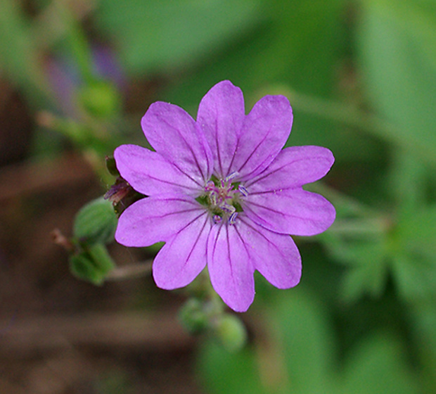 pakost pyrenejský Geranium pyrenaicum