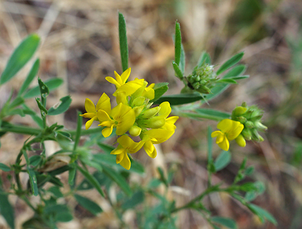 lucerna kosákovitá Medicago falcata L.