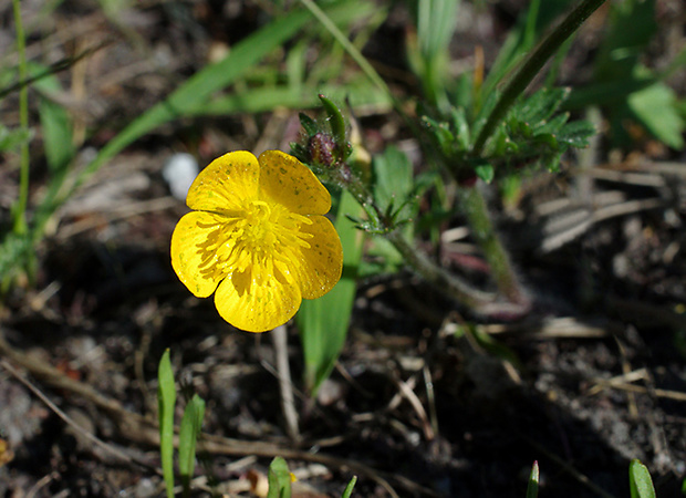 iskerník hľuznatý Ranunculus bulbosus L.