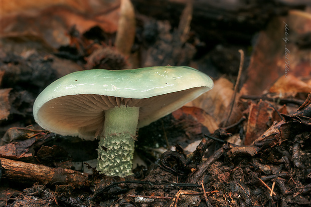 golierovka zelenomodrá Stropharia caerulea Kreisel