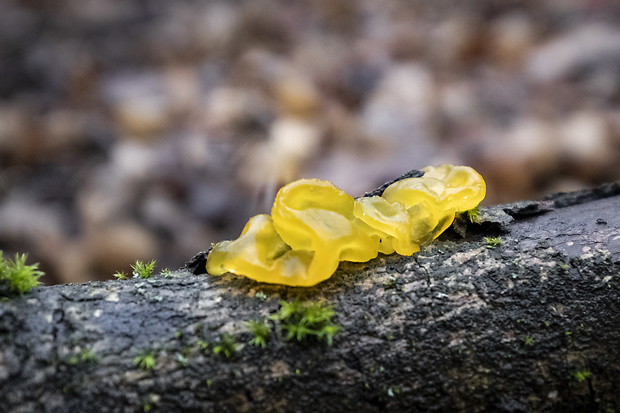 rôsolovka zlatožltá Tremella mesenterica Retz.