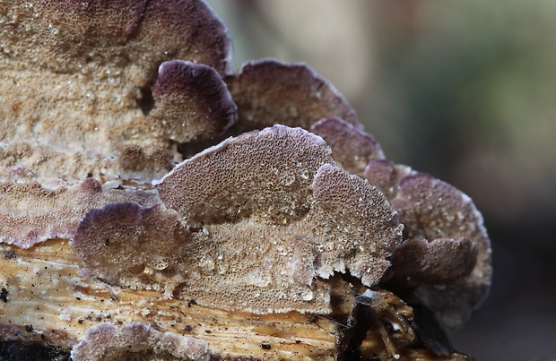 ryhovec želatinovitý Trichaptum biforme (Fr.) Ryvarden