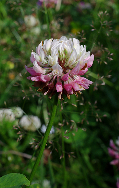 ďatelina hybridná Trifolium hybridum L.